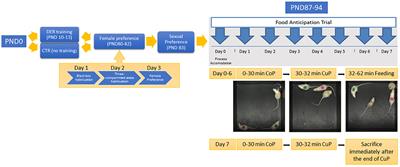 Maternal neglect alters reward-anticipatory behavior, social status stability, and reward circuit activation in adult male rats